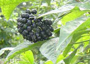 刺五加經常喝會怎樣？刺五加能天天喝嗎？