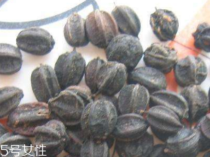 刺五加的食用方法 刺五加怎么吃？