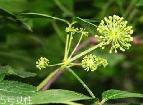 刺五加什么季節(jié)吃好？刺五加春天吃好