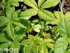 刺五加什么季節(jié)吃好？刺五加春天吃好