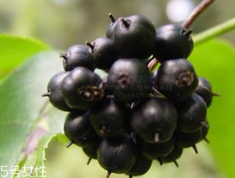 刺五加是發(fā)物嗎？刺五加不是發(fā)物
