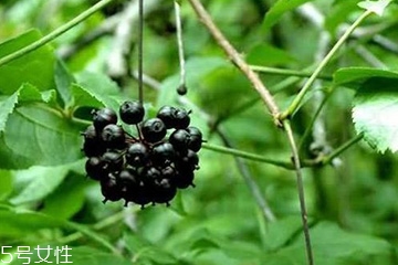刺五加怎么吃？刺五加有什么用？