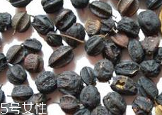 刺五加怎么吃？刺五加有什么用？