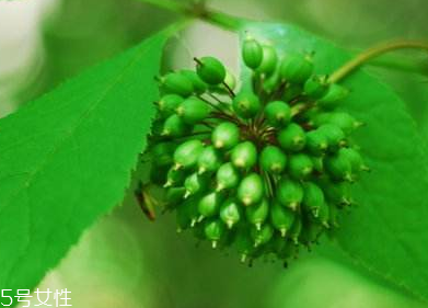 刺五加能不能做餃子餡？刺五加怎么做餃子餡？