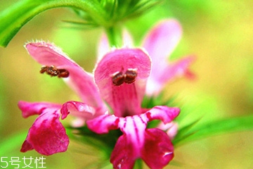 益母草和新生化顆?？梢砸黄鸷葐?></p><h3>益母草是什么時候喝</h3><p>益母草的主要功效是活血、祛淤、調經、消水。性味是發(fā)寒的，在月經期間基本上是不建議吃的，如果你本身月經量少，可以酌情在經期前喝一點，紅糖水也是可以喝的，經期則是最好不要服用任何藥物，經期前后注意保暖,少食用生冷食物。</p><p style=