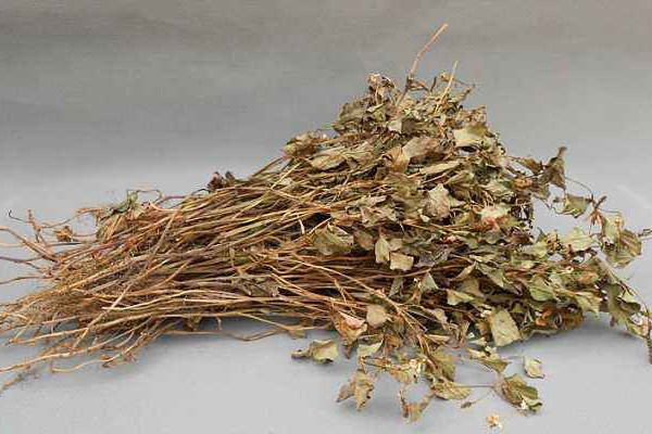 折耳根可以泡腳嗎？新鮮還是干的折耳根用量需適宜