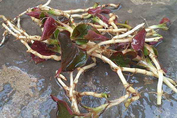 野生折耳根哪里能挖到？一次食用需控制在這個量