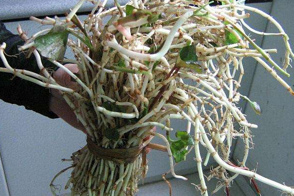 折耳根可以治療胃炎嗎？這個季節(jié)挖折耳根最嫩最討喜