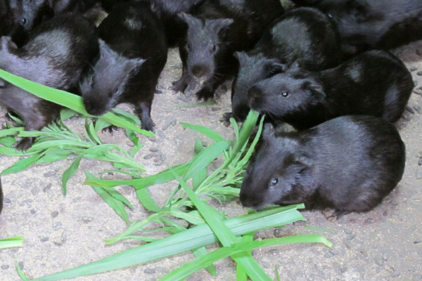 黑豚是什么動物？國家允許養(yǎng)殖的野生動物