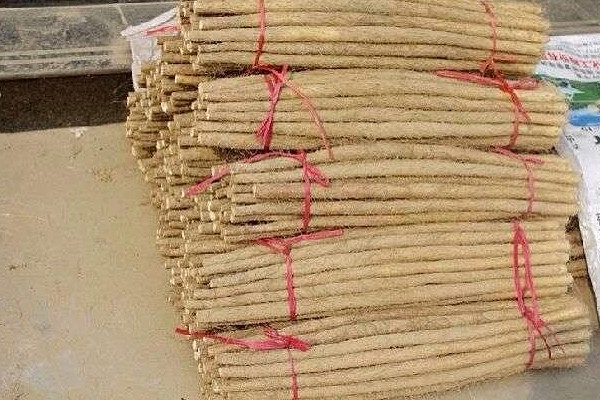麻山藥長(zhǎng)芽還能吃嗎？麻山藥和鐵棍山藥的區(qū)別
