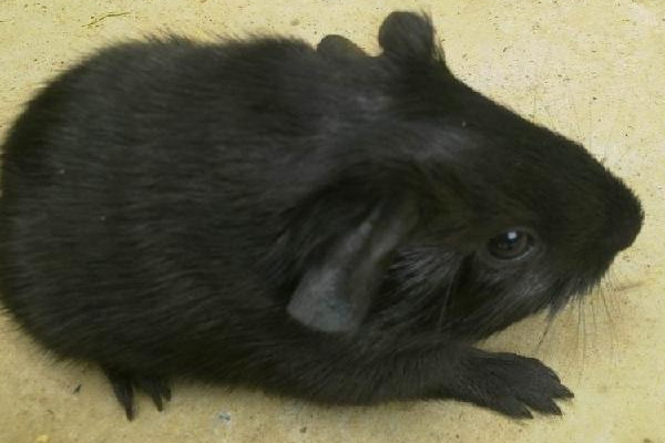 黑豚是什么動物？國家允許養(yǎng)殖的野生動物