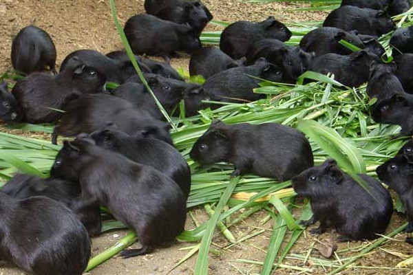 黑豚是什么動物？國家允許養(yǎng)殖的野生動物