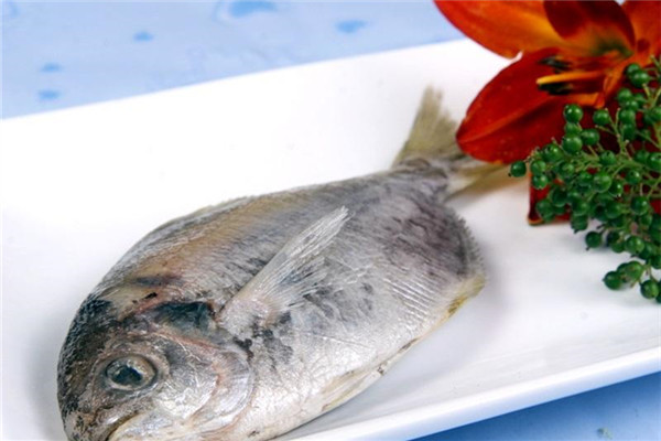 鯧魚(yú)有幾種種類 你最愛(ài)哪一種