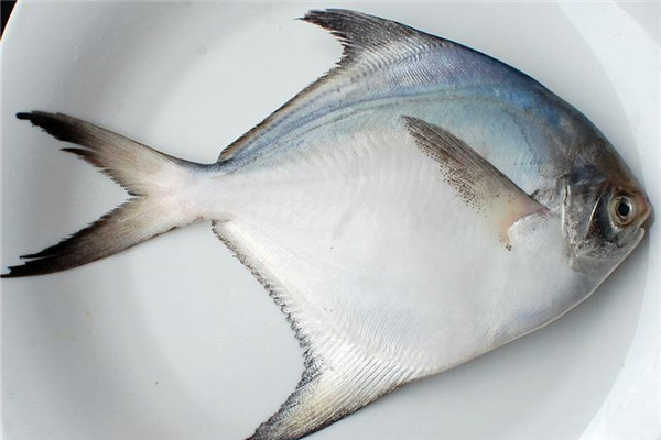 鯧魚(yú)有幾種種類 你最愛(ài)哪一種