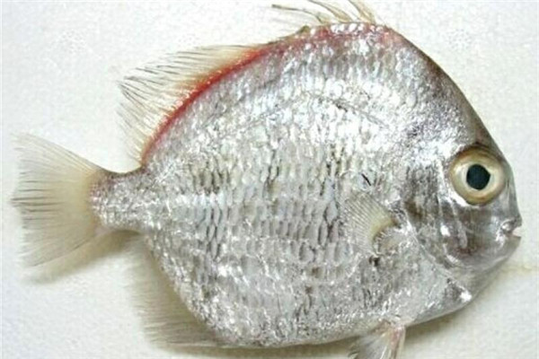 鯧魚(yú)有幾種種類 你最愛(ài)哪一種