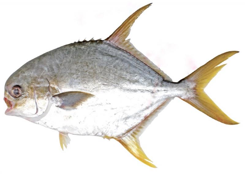 鯧魚(yú)有幾種種類 你最愛(ài)哪一種