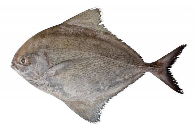 鯧魚(yú)有幾種種類 你最愛(ài)哪一種
