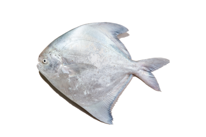 鯧魚(yú)有幾種種類 你最愛(ài)哪一種