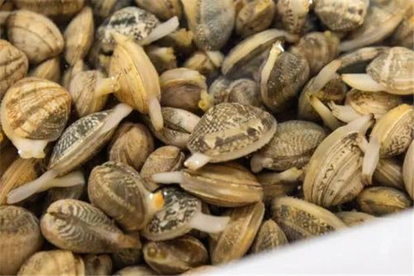 花甲有幾個(gè)品種 花甲的種類(lèi)