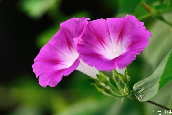 牽牛花的花語(yǔ)是什么呢 牽牛花的種植要注意什么呢