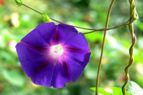 牽?；ǖ幕ㄕZ(yǔ)是什么呢 牽牛花的種植要注意什么呢