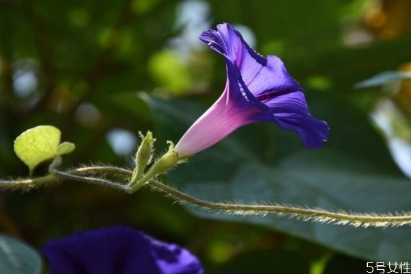 牽?；ǖ幕ㄕZ(yǔ)是什么呢 牽?；ǖ姆N植要注意什么呢