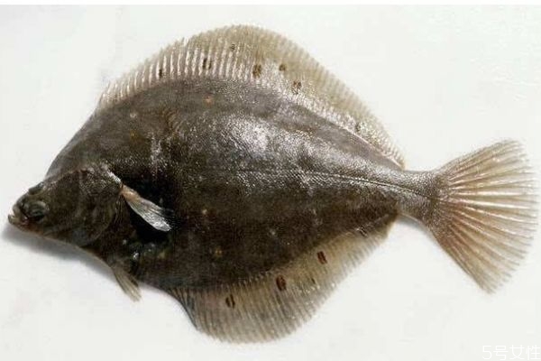 孕婦可以吃比目魚(yú)嗎 孕婦多吃什么魚(yú)比較好嗎