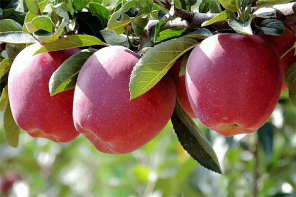 花牛蘋(píng)果和紅富士哪個(gè)好 花牛蘋(píng)果和普通蘋(píng)果的區(qū)別