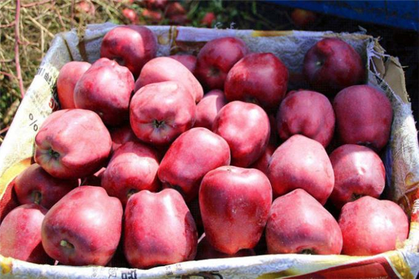 花牛蘋(píng)果和紅富士哪個(gè)好 花牛蘋(píng)果和普通蘋(píng)果的區(qū)別
