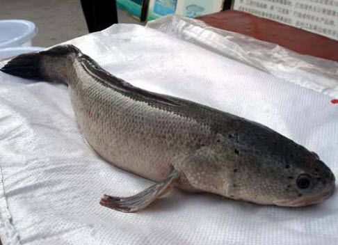 烏魚(yú)可以用來(lái)用酸菜魚(yú)嗎 烏魚(yú)可以用來(lái)做水煮魚(yú)嗎