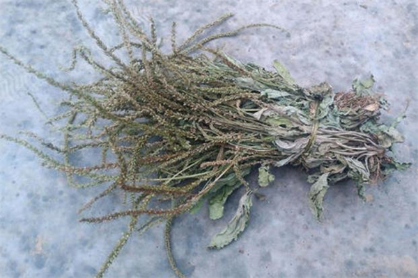 車前草可以生吃嗎 車前草可以炒著吃嗎