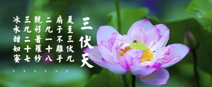三伏天是什么？三伏天應(yīng)注意什么？