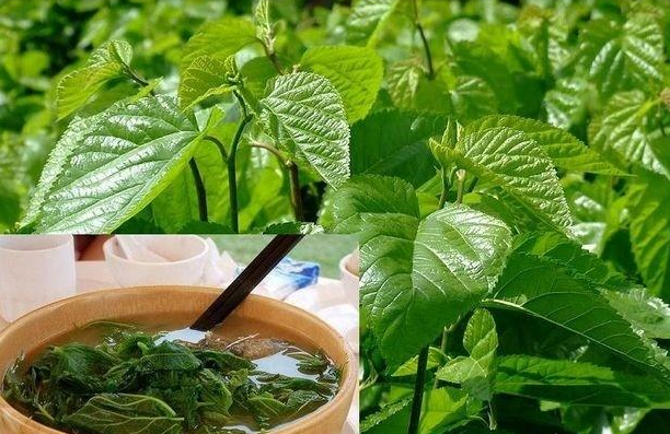 喝桑葉茶能減肥嗎?有什么副作用？