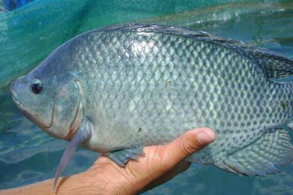 羅非魚(yú)是不是很臟 羅非魚(yú)刺多不多