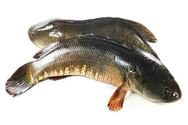 黑魚(yú)身上的粘液可以吃嗎 黑魚(yú)身上粘液怎么洗才干凈