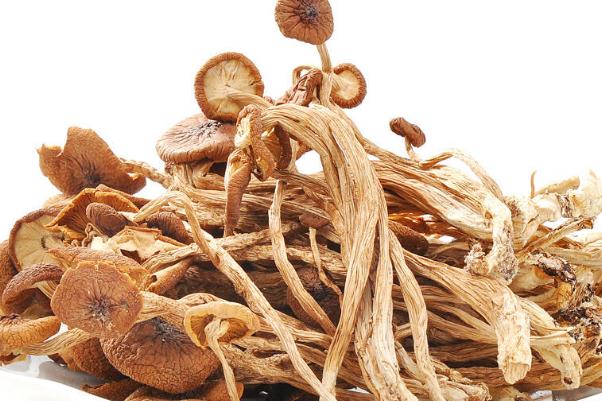 茶樹菇的產(chǎn)地是哪里 吃茶樹菇會(huì)長(zhǎng)胖嗎