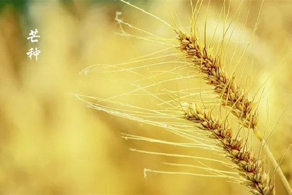 芒種節(jié)氣在陽(yáng)歷的幾月 芒種節(jié)氣的來歷和風(fēng)俗