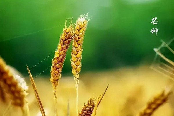 芒種節(jié)氣在陽(yáng)歷的幾月 芒種節(jié)氣的來歷和風(fēng)俗