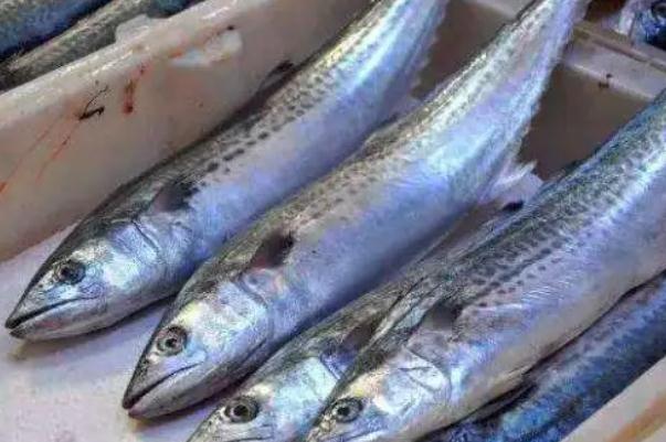 鲅魚要不要刮魚鱗 鲅魚要燉多長(zhǎng)時(shí)間